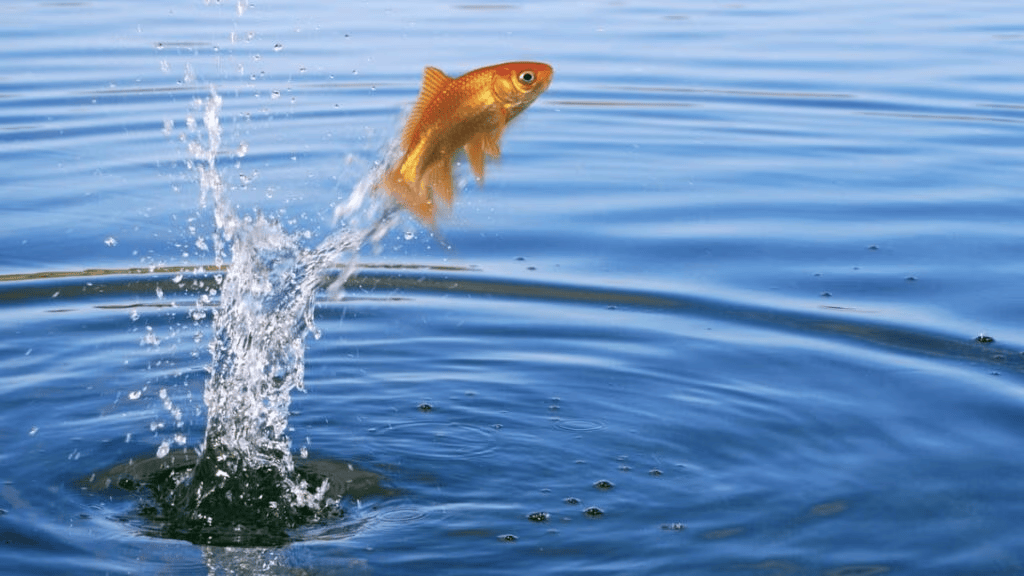 An Invitation to Content&nbsp;Teachers